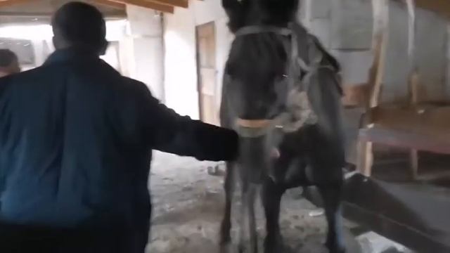 Наши братья с Дагестана приехали купить лошадь в Къарачай ?