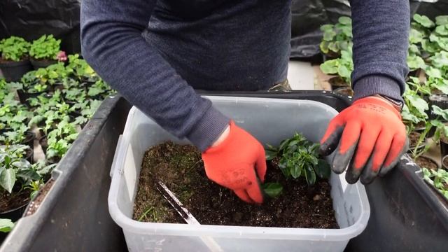 Дипладения результат черенкования. И результат подрезки дипладении. смотреть онлайн