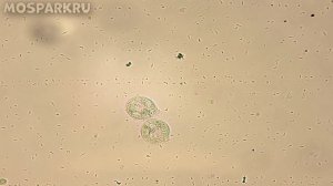 Что если не мыть руки фрукты и овощи перед едой? Микробы под микроскопом!