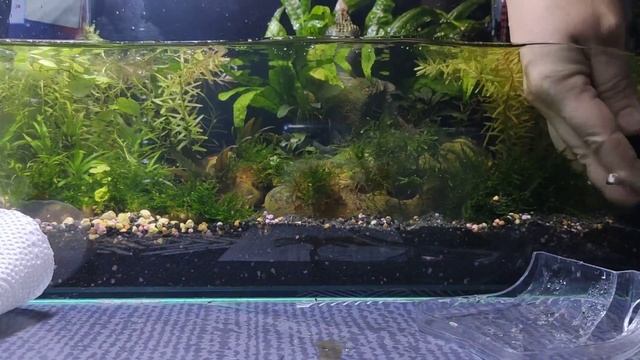 Сифон для нано аквариума с алиэкспресс. Обслуживание нано аквариума. смотреть онлайн