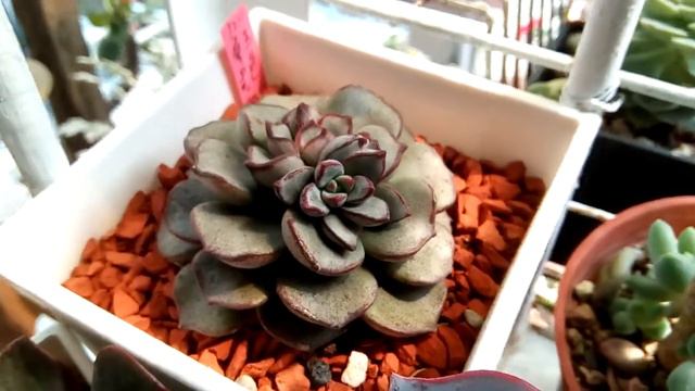 摩氏玉蓮 Echeveria moranii
