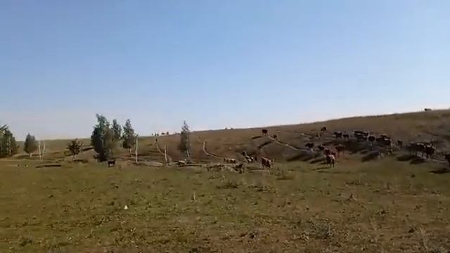 Калмыцкий скот в Диком поле от Р.Каримова. Часть 1. смотреть онлайн