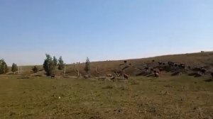 Калмыцкий скот в Диком поле от Р.Каримова. Часть 1.