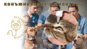 Конъюнктивит у животных