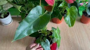 Just one slice of beetroot makes Anthurium explode with so many beautiful flowers