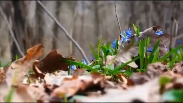 Весенние  Первоцветы  Подснежники  Первые  Весенние  Цветы Snowdrops  First Spring  Flowers