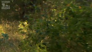 Бенгальский Тигр - Национальное Животное Индии