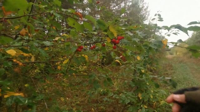 Фотоохота с Альбертом. Лесные малыши. смотреть онлайн