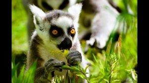 Забавный зверёк, кошачий лемур. Почему лемура называют злым?