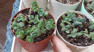 #мояколлекция #обзор Крассул из коллекции суккулентов! Больше тридцати видов! # видыкрассул