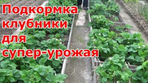 Борная кислота для обработки клубники перед цветением для формирования завязей и большого урожая.