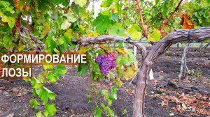 Способы формирования виноградной лозы. Питомник Vitis-Cojusna. Республика Молдова