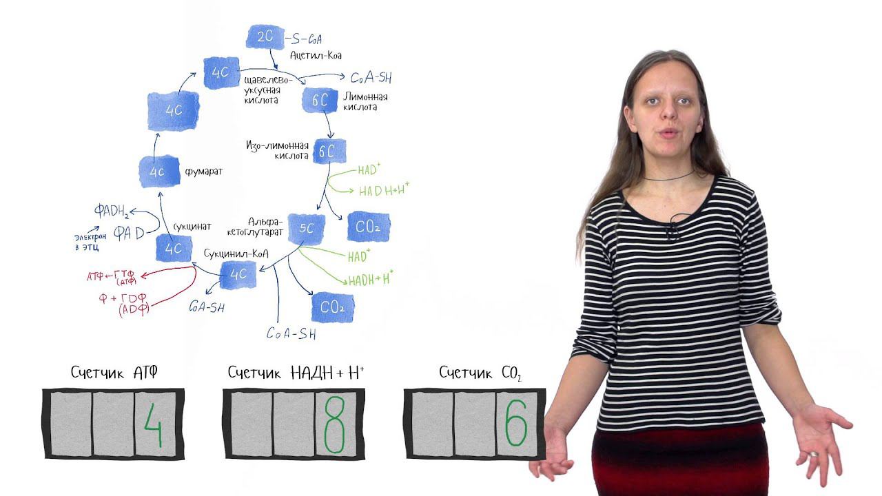 Цикл Кребса. Клеточное дыхание 1.3.