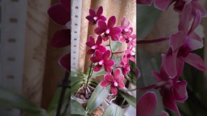 Орхидея фаленопсис Black Pearl. Видео 2.