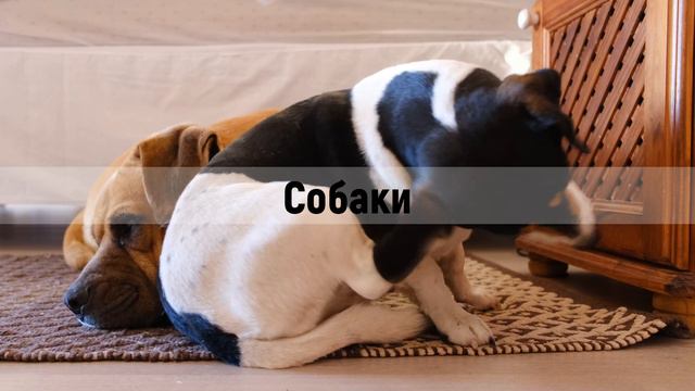 Домашние животные | Русский язык для начинающих | Аудирование | Russian Language lesson смотреть онлайн