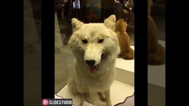 Путешествие по музею Дарвина смотреть онлайн