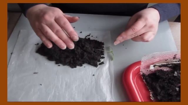 Пикировка помидор из улиток в пеленки. Мой первый опыт 21 марта 2016 смотреть онлайн