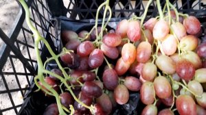 Виноград Дубовский розовый или АРИСТОКРАТ кто круче?????