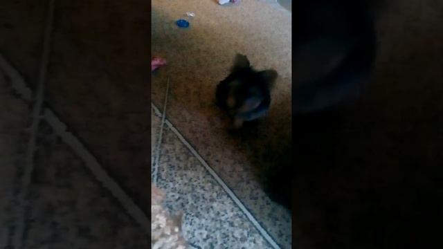 Щенок йорка 3 месяца смотреть онлайн