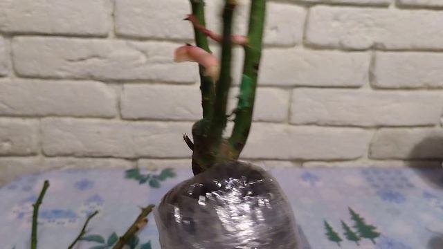 Получила розы,гладиолусы. смотреть онлайн