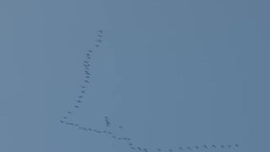 Russian romance, УТРО ТУМАННОЕ. Boris Shtokolov