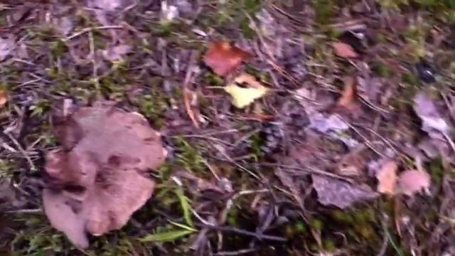 Грибы Ежовики Коричневые в лесу у Оленей смотреть онлайн