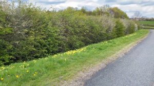 Cowslips - A Quintessential English Springtime Plant for Your Garden