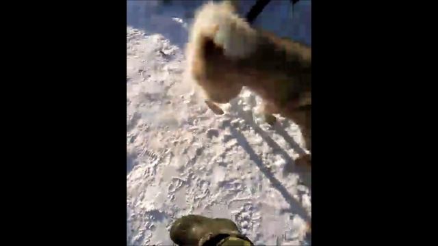 Щенки западно-сибирской лайки! ЗСЛ. Охота с лайкой!