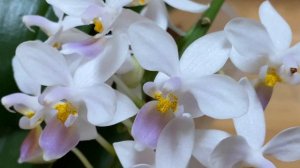 Phal.Equestris coerulea