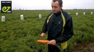 Морковь Проминанс F1 - Takii. Обзор