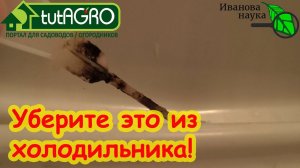 ПОКА БЕЗДЕЛЬНИКИ СМАКУЮТ ГОЛУЮ ВЕЧЕРИНКУ, МЫ ЗАЙМЕМСЯ ДЕЛОМ и уберем ГРИБОК из холодильника.