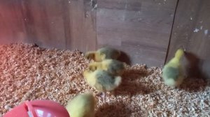 Начинаем давать гусятам зелень. Датский легарт 4 дня