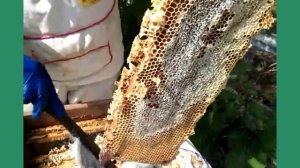 Август 2017. Отбор медовых рамок на откачку.Взяток продолжается.