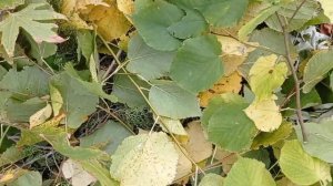 Какие ветки деревьев даю козам!