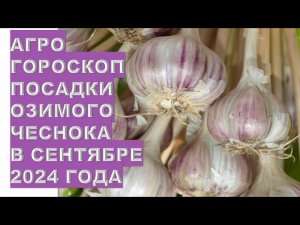 Агрогороскоп посадки чеснока в сентябре 2024  Agrohoroscope for planting garlic in September 2024