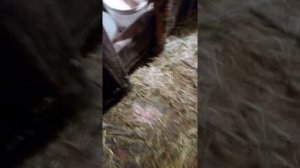 Глисты и понос у телят как и чем лечить