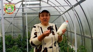 МОЛОКО - СУПЕР УДОБРЕНИЕ. КОГДА И СКОЛЬКО НУЖНО МОЛОКА ДЛЯ ПОДКОРМКИ РАССАДЫ И ОВОЩЕЙ КАК ЧАСТО ПОЛ