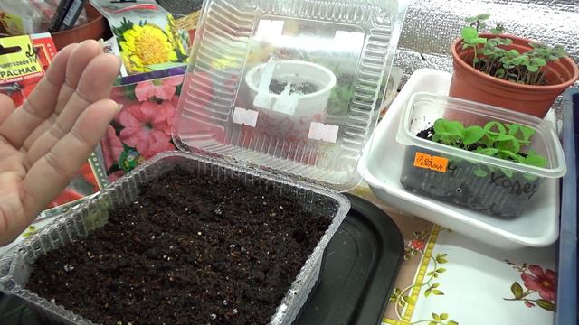 посев петунии-третий смотреть онлайн