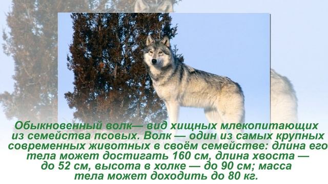 Животный мир Белгородской области смотреть онлайн