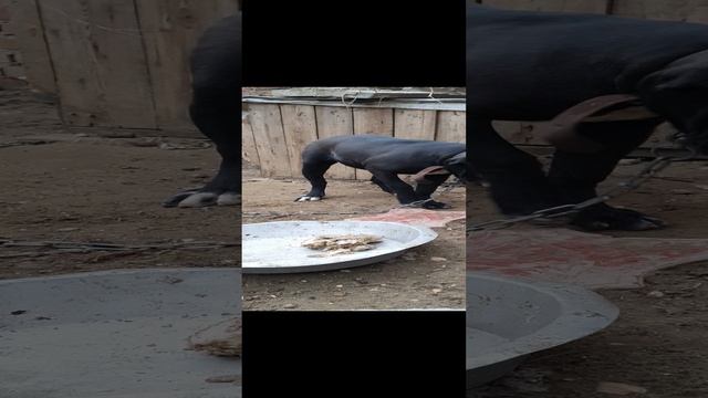 Бандог Чёрная Мамба 5 месяцев.