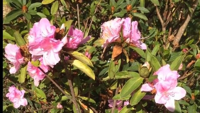 RHODODENDRON SIMSII - AZALEA