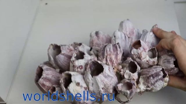 Балянус (Balanus), Барнакл (Barnacle) или Морской Жёлудь (acorn barnacles)