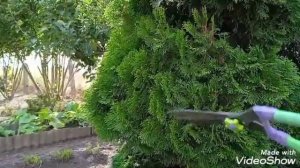 Стрижка туи нуждается в постоянной коррекции,особенно спиралью