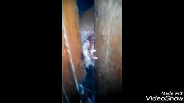 Чипированные люди и животные это зомби. смотреть онлайн