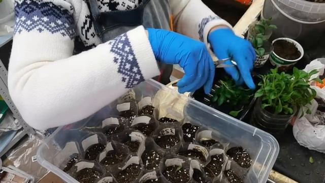 ЧЕРЕНКОВАНИЕ метод  быстрого размножения цветов. Состав грунта