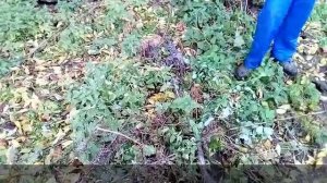 Прочитка дворовой канализации