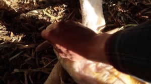 Katahdin Sheep Giving Birth