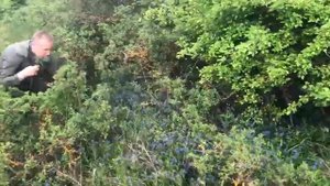 Сбор лекарственных трав: воробейник лекарственный (Lithospermum officinale)