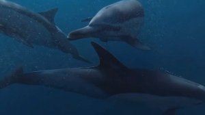 Дельфины. Увлекательные и интересные факты