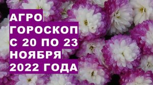 Агрогороскоп с 20 по 23 ноября 2022 года